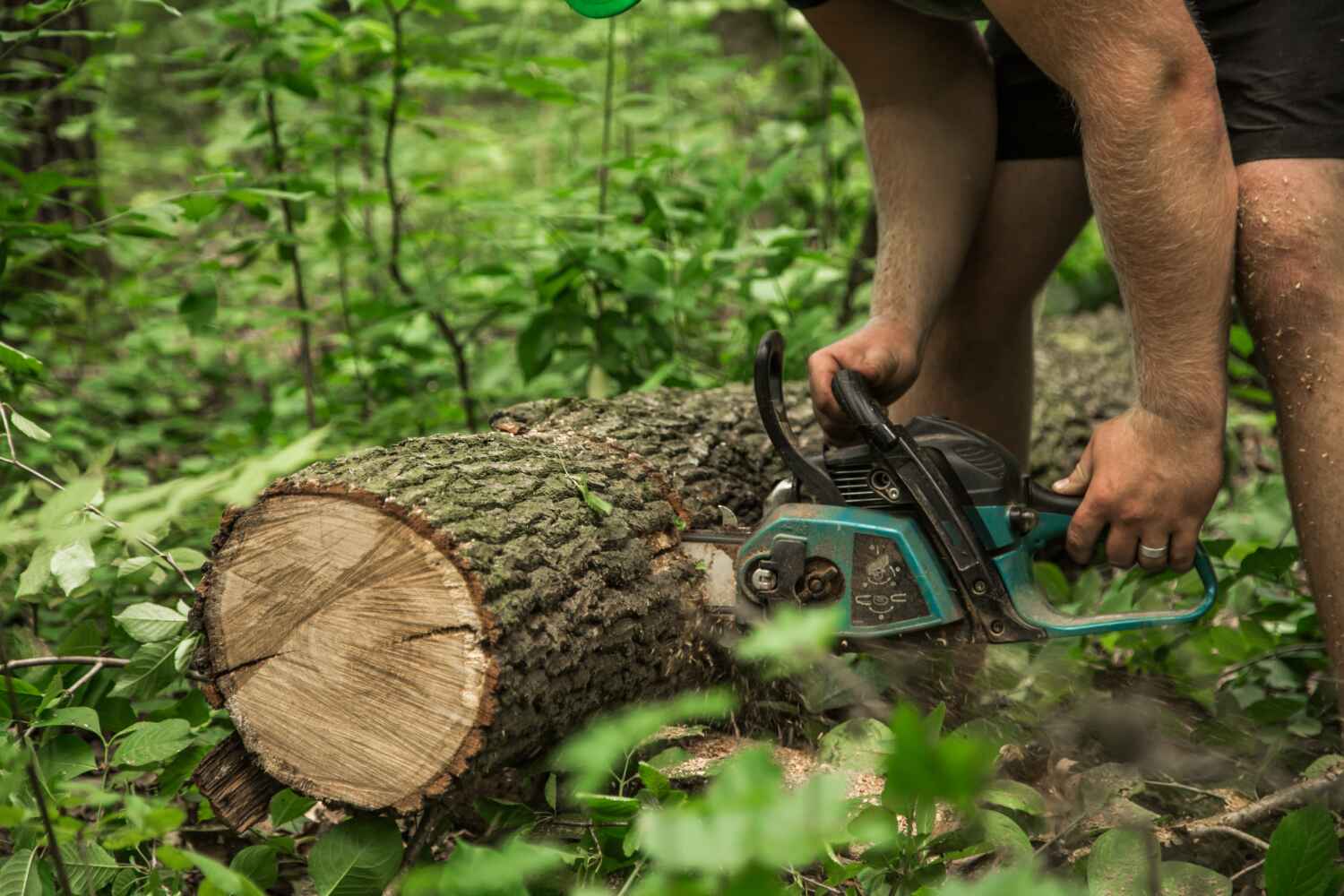 Large Tree Removal in North Kensington, MD